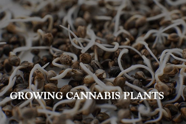 Growing Cannabis Plants with Seeds