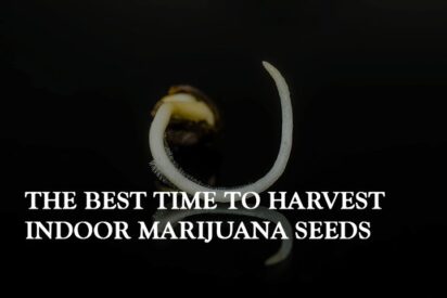 the best time to harvest indoor marijuana seeds