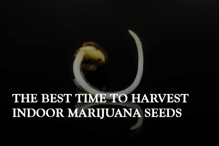 Harvesting 101: The Best Time to Harvest Indoor Marijuana Seeds