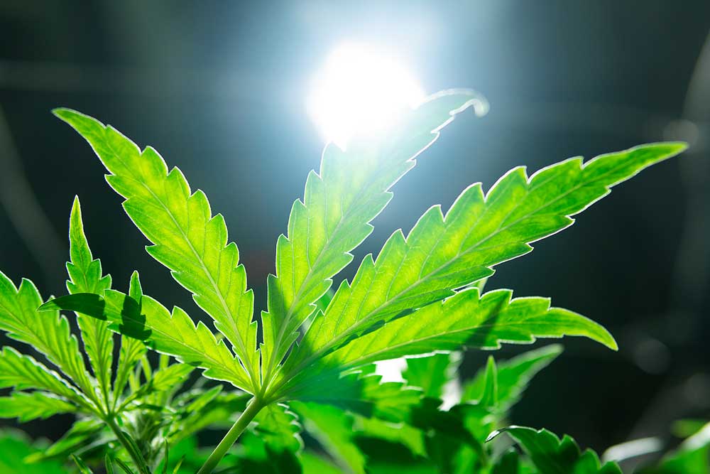 Beginner Cannabis Grow Guide Using CFL Grow Lights