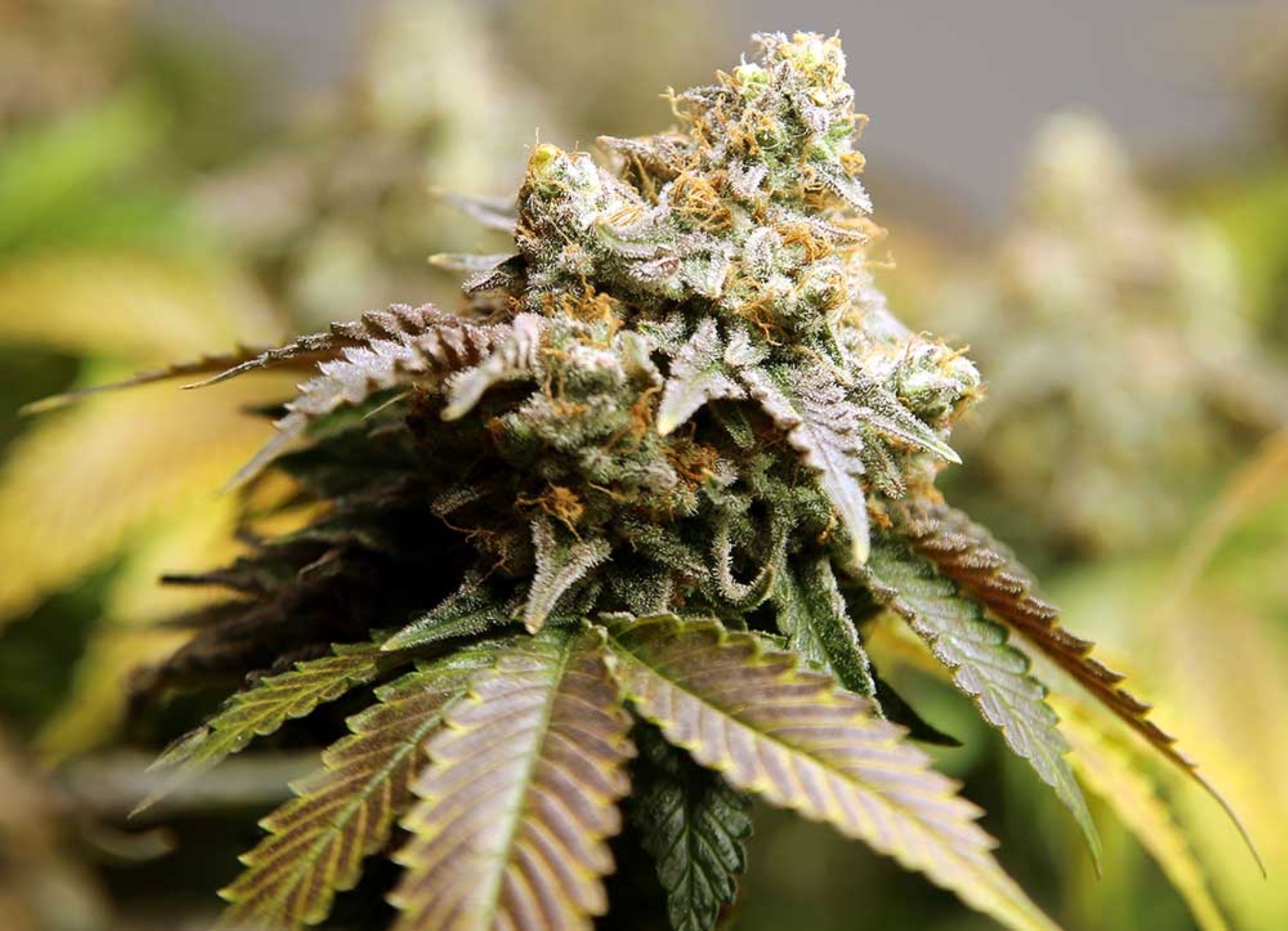 15 Ways that Marijuana Can Be Used as Medicine Everyday
