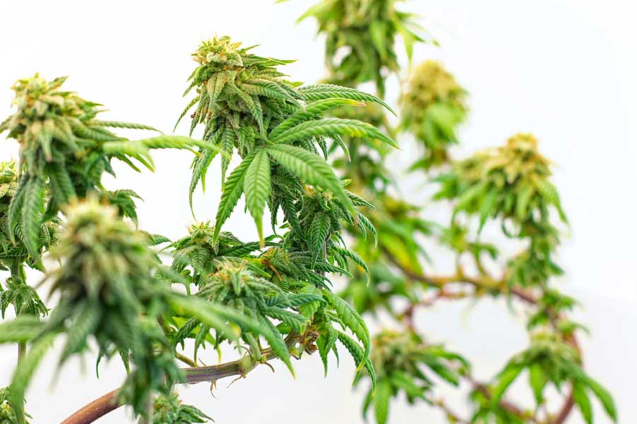 Cannabis Bonsai Grown from Seed is One of the Hottest Gardening Trends