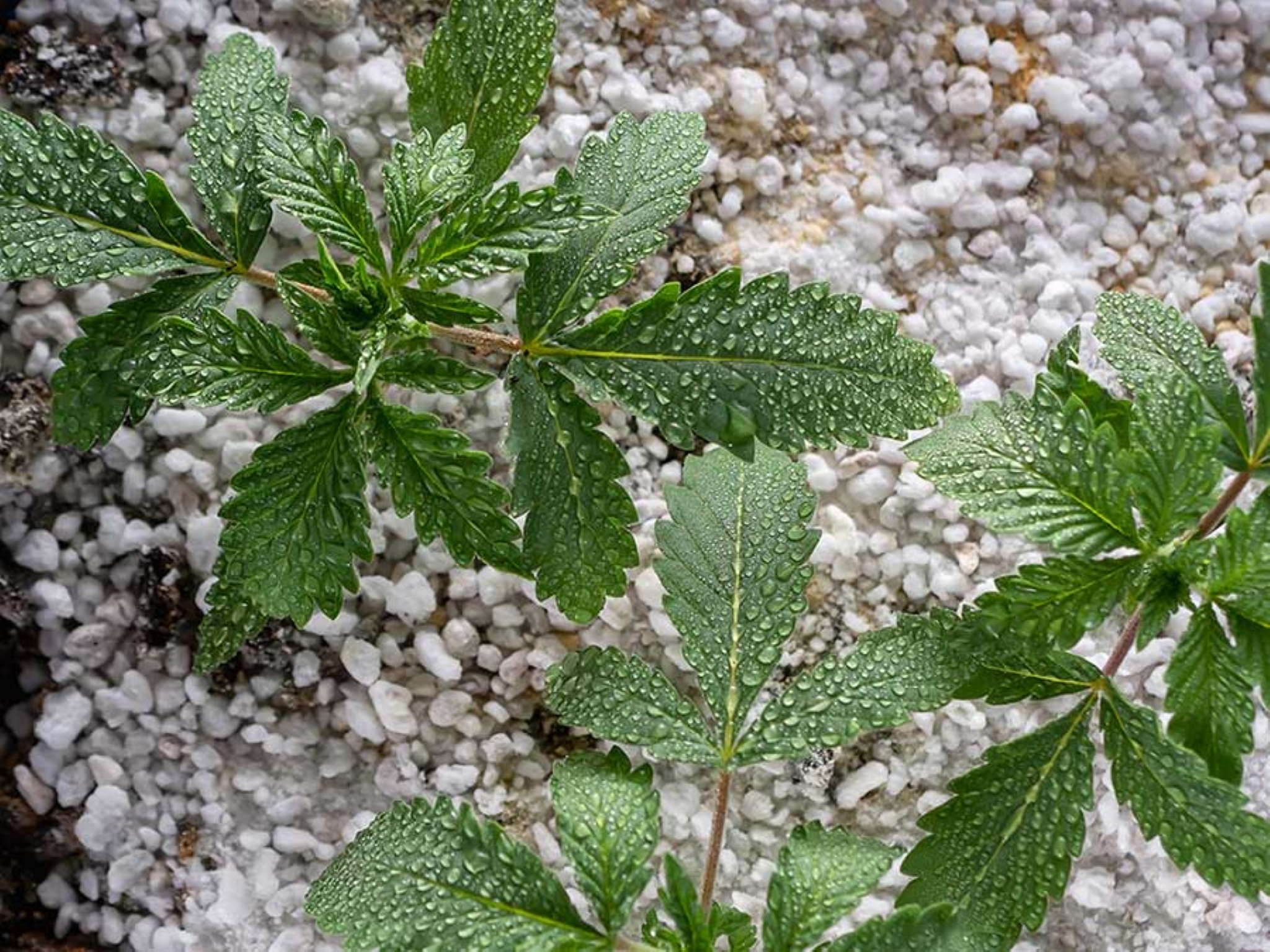 Enhance Cannabis Growth with Perlite as Growing Medium