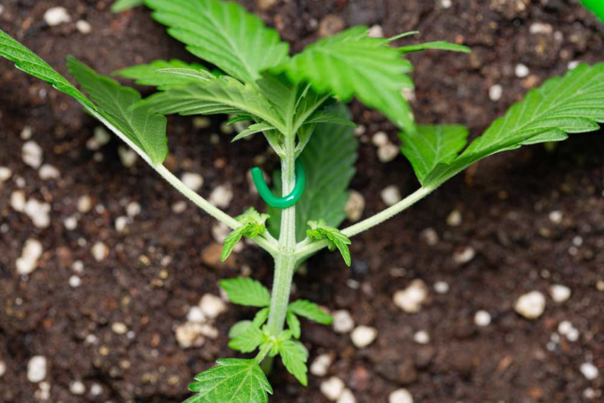 Low-Stress Training For Your Cannabis Guide