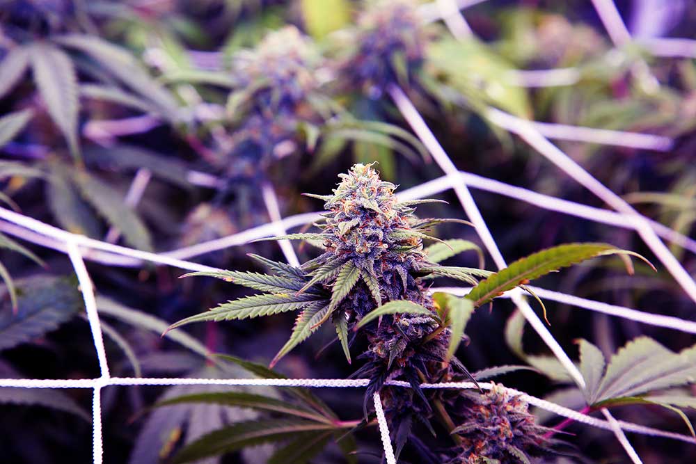 How to SCROG – The Screen of Green Growing Marijuana Method