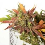 Why the Use of Molasses is Perfect For Your Marijuana Plants