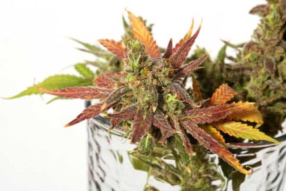 Why The Use Of Molasses Is Perfect For Your Marijuana Plants 412x275