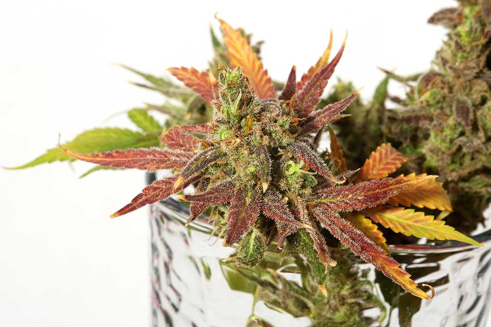 Why the Use of Molasses is Perfect For Your Marijuana Plants