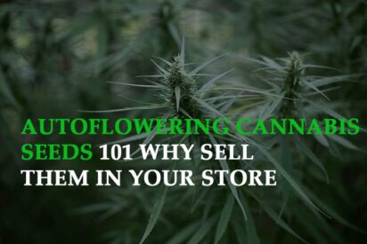 autoflowering Cannabis Seeds 101 why sell them in your store