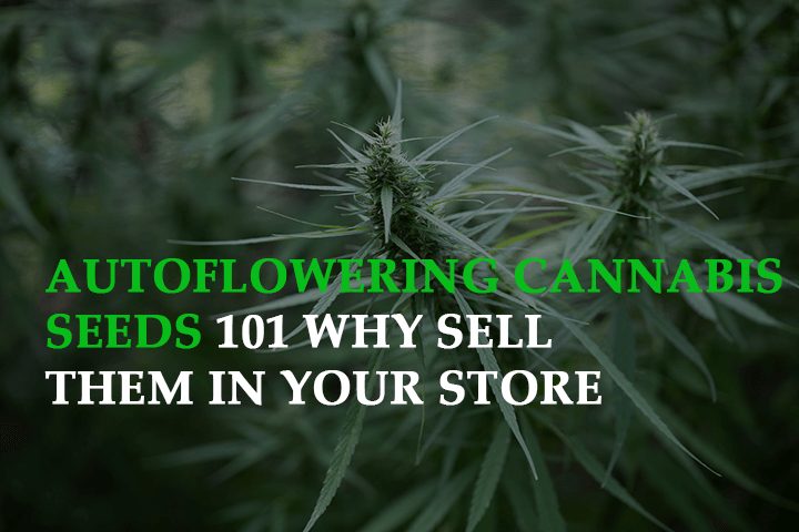 Autoflowering Cannabis Seeds 101: Why Sell them in your Store