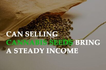can selling Cannabis Seeds bring a steady income to retail store owners