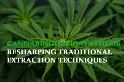 cannabinoid biosynthesis reshaping traditional extraction techniques