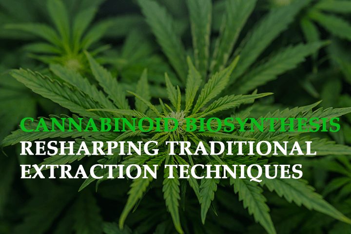 Cannabinoid Biosynthesis: Reshaping Traditional Extraction Techniques
