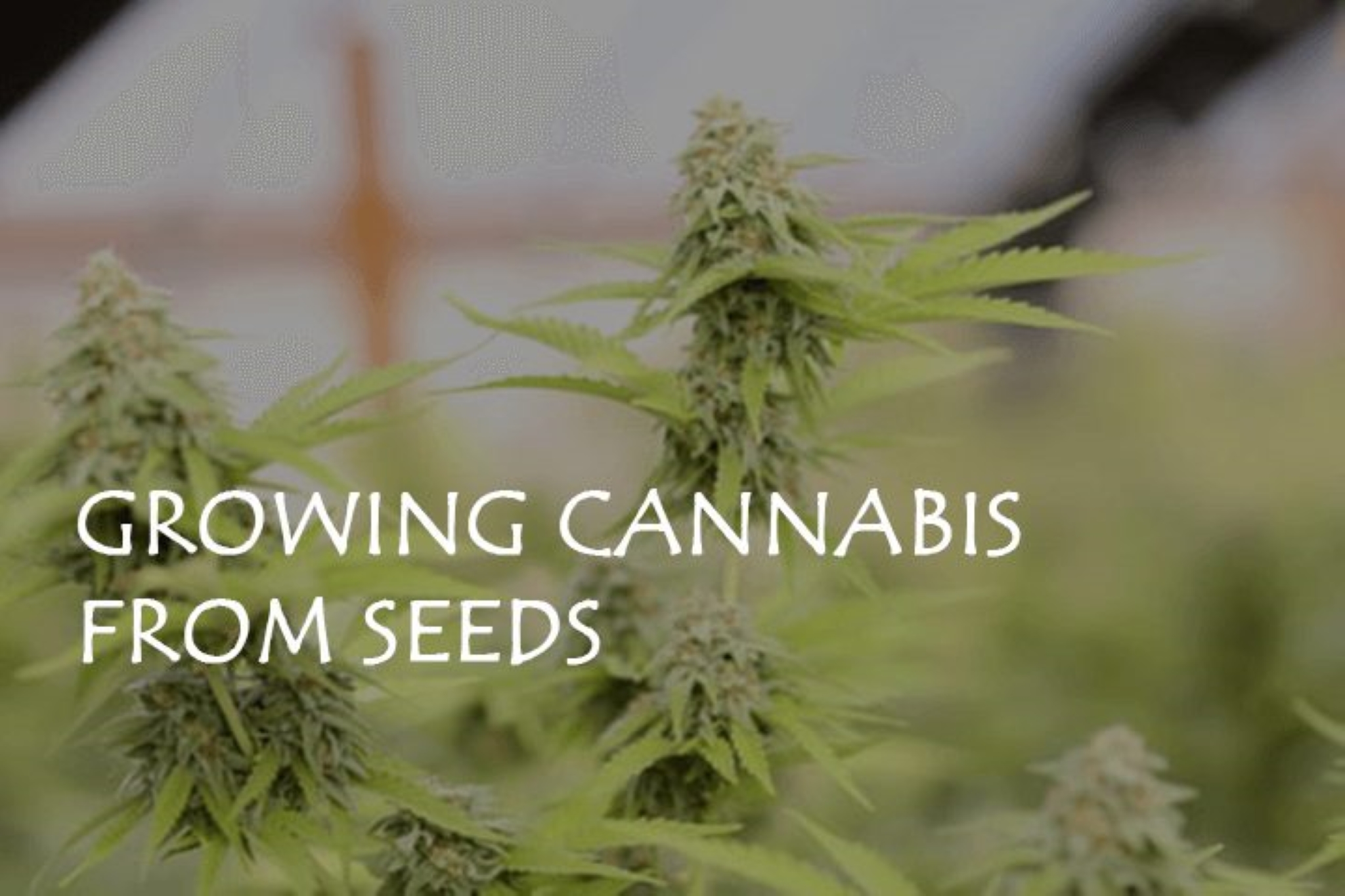 8 Incredible Benefits of Growing Cannabis from Seeds