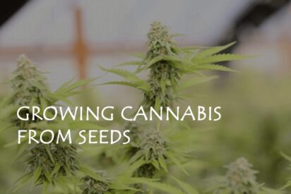 growing cannabis from seeds
