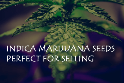 indica Cannabis Seeds perfect for selling