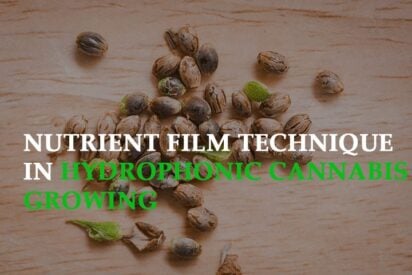 nutrient film technique in hydroponic cannabis growing