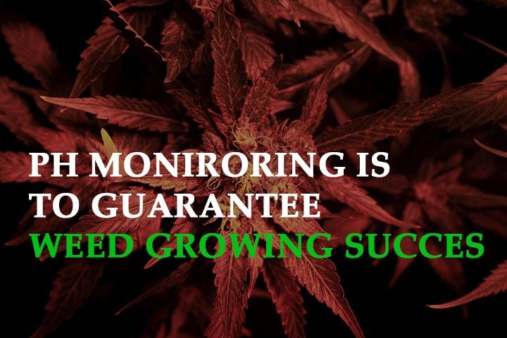 Why PH Monitoring Is Essential to Guarantee Weed Growing Success