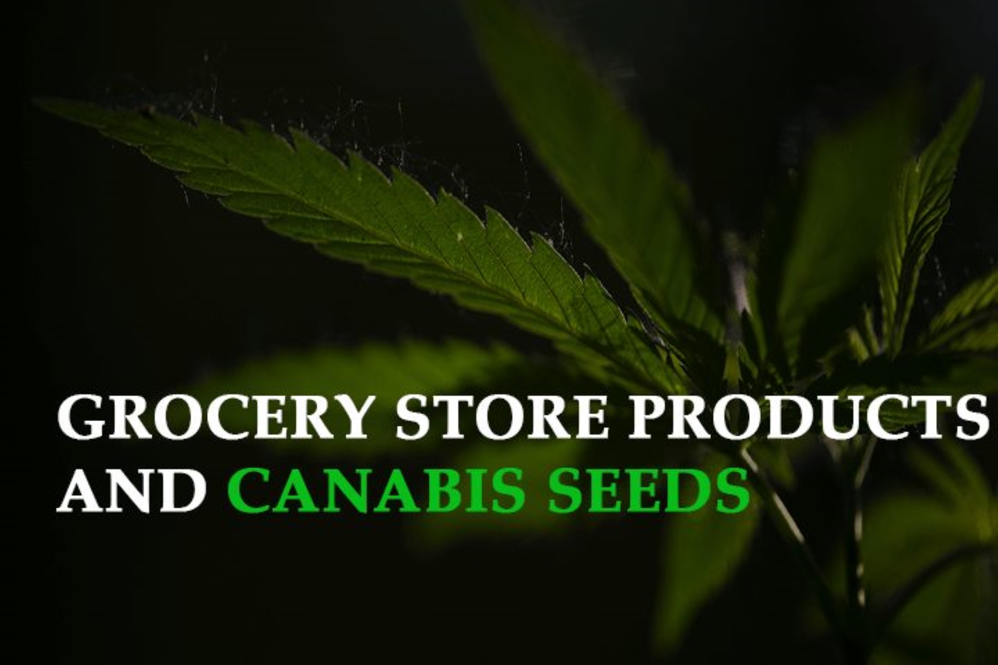 Your Grocery Store Products and Cannabis Seeds Will Get along like Coffee and Milk