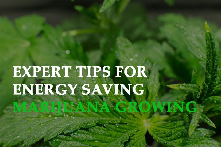 Expert Tips For Energy-Saving Marijuana Growing