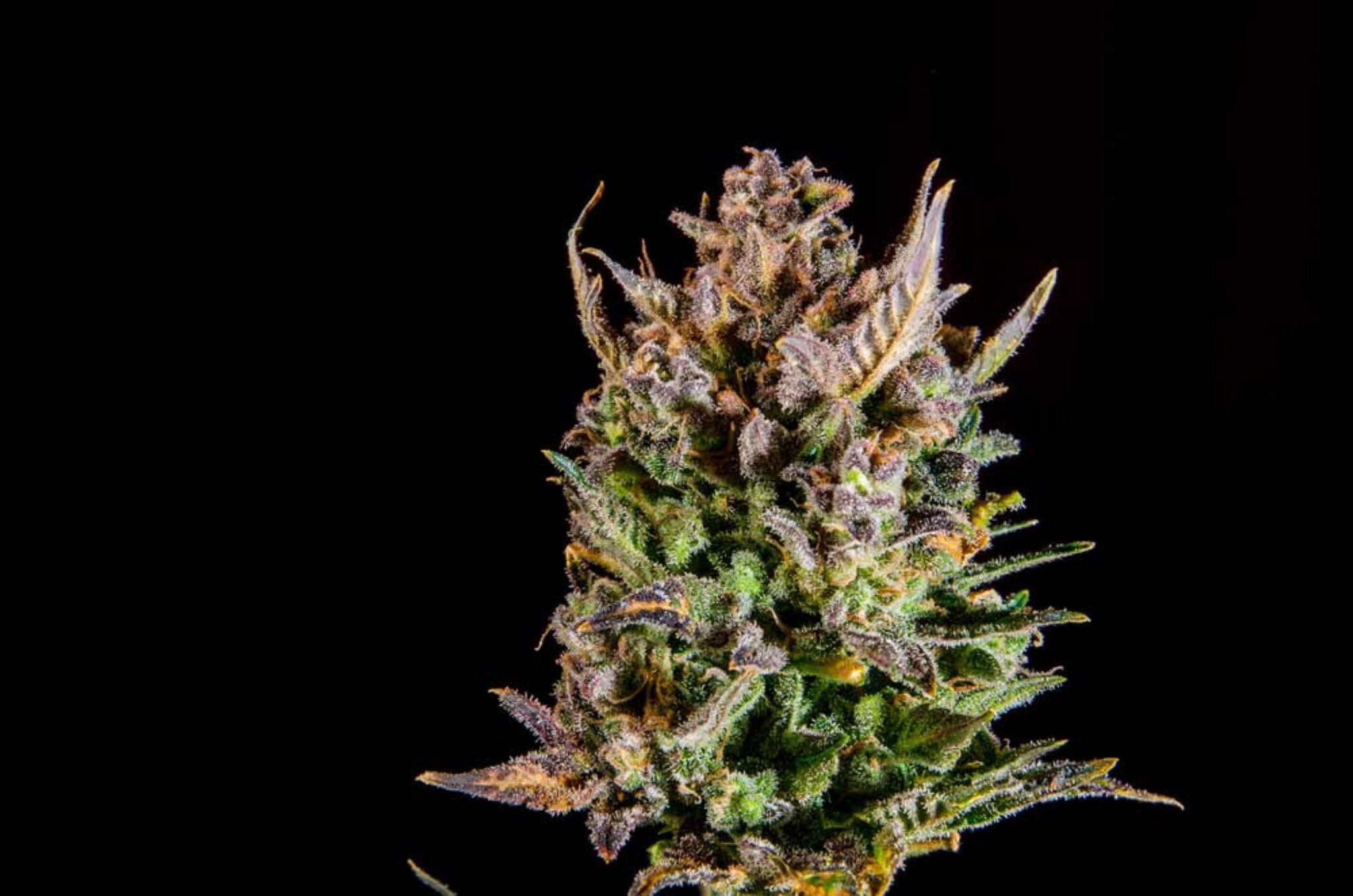 Energy Boosting Cannabis Strains To Prepare For Your Next Hike