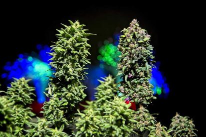 The General Difference Between Autoflowering and Feminized Cannabis