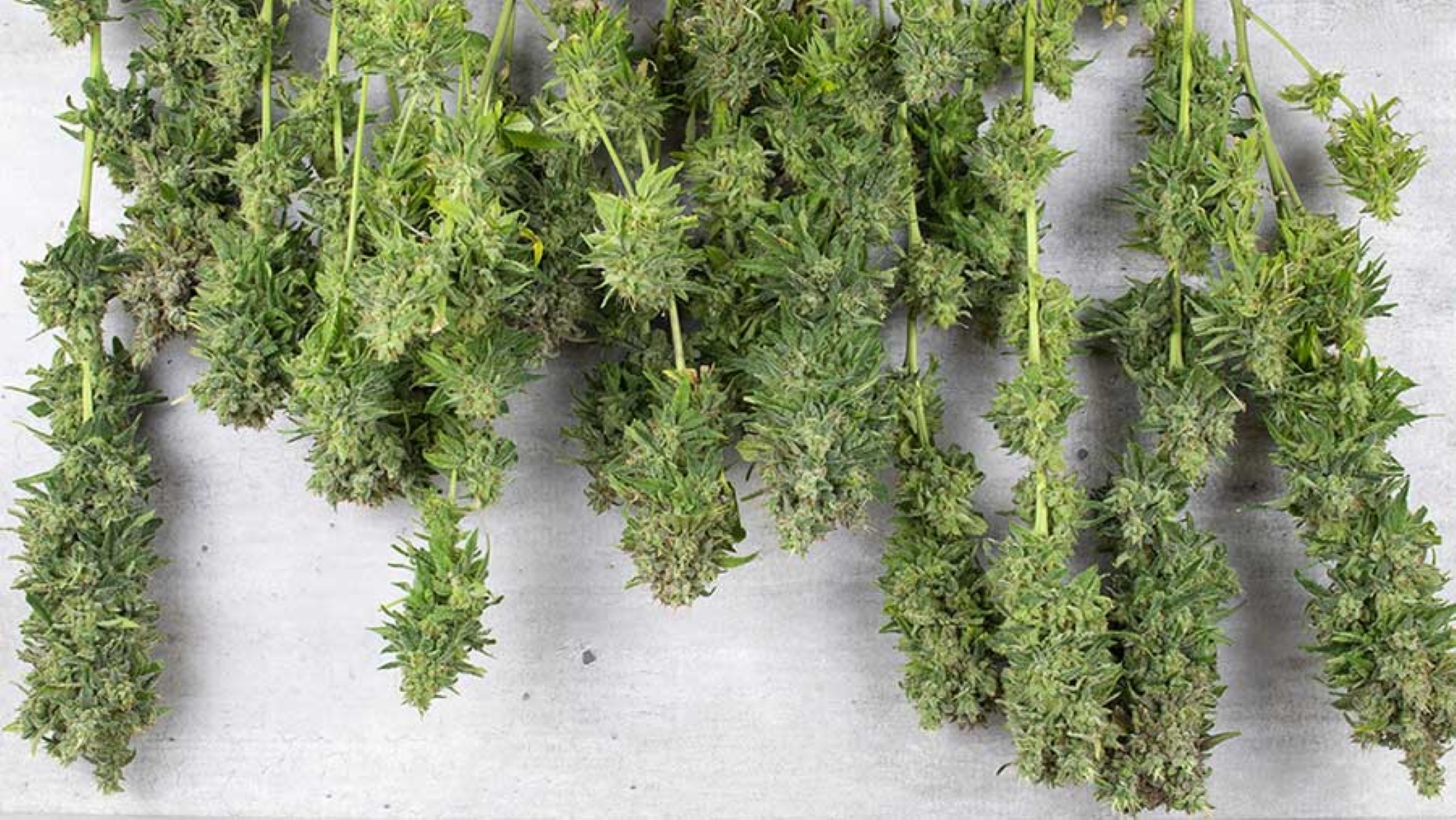 Tips On How to Dry Weed Buds Fast