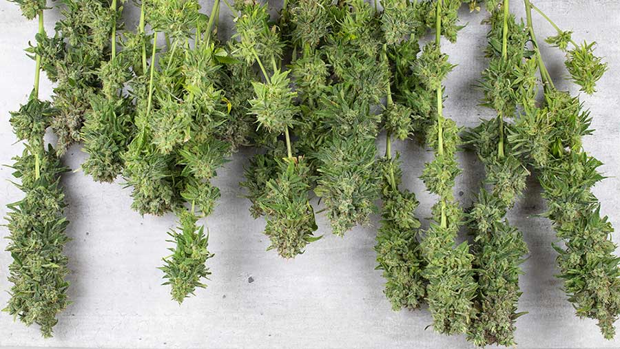 Tips On How to Dry Weed Buds Fast