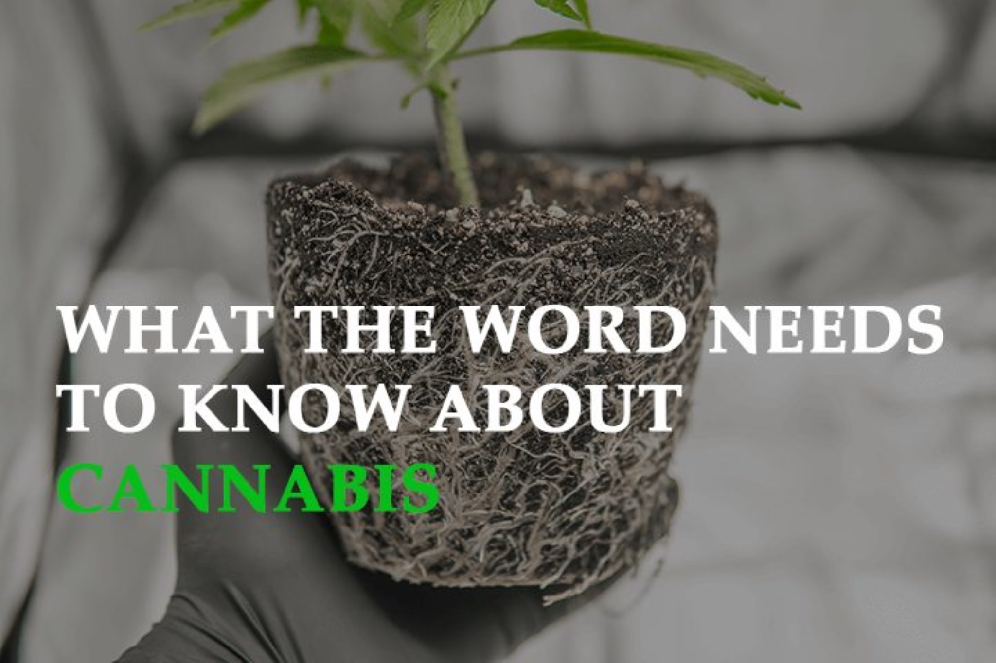 What The World Needs To Know About Cannabis-Made Eco Car