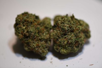 Expert Care Tips On How To Avoid Loose and Airy Marijuana Buds