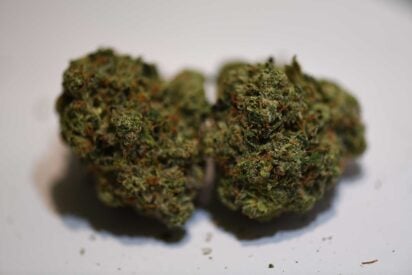 Expert Care Tips On How To Avoid Loose and Airy Marijuana Buds 1