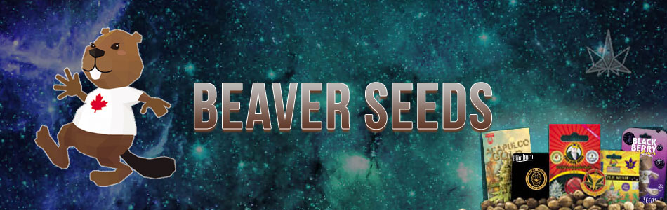 Beaver Seeds