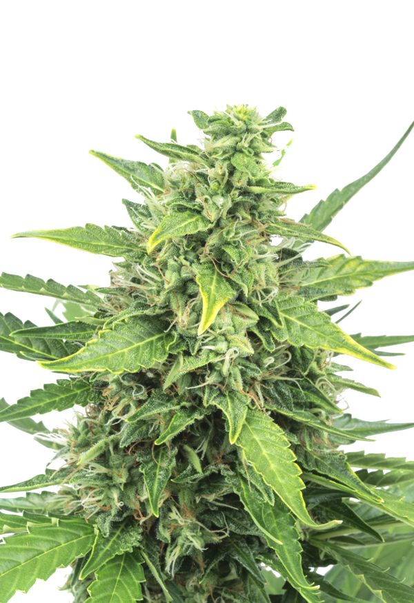 Sunwest Genetics Agent Orange Feminized Marijuana Seeds