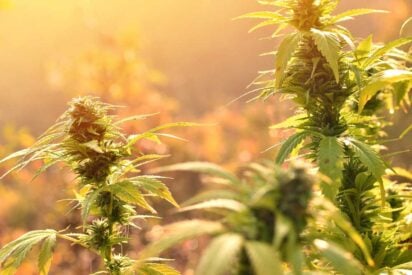 10 Best Outdoor Strains for Growing Quality Marijuana