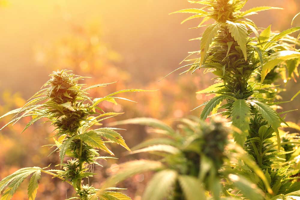 10 Best Outdoor Strains for Growing Quality Marijuana