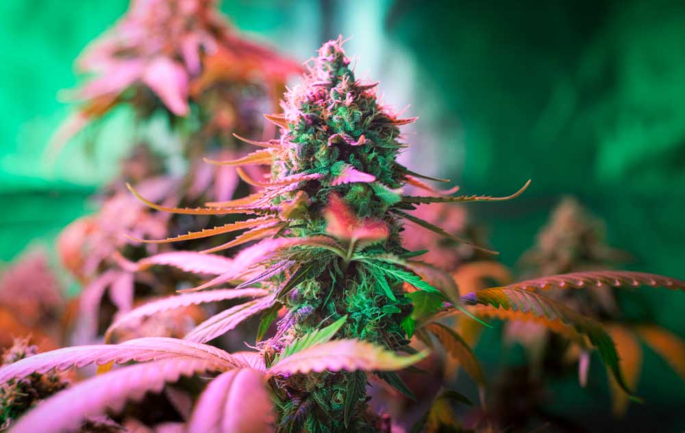6 Week Flowering Strains to Buy