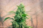 Autoflower Growing Guide: What Experts Tell You To Do