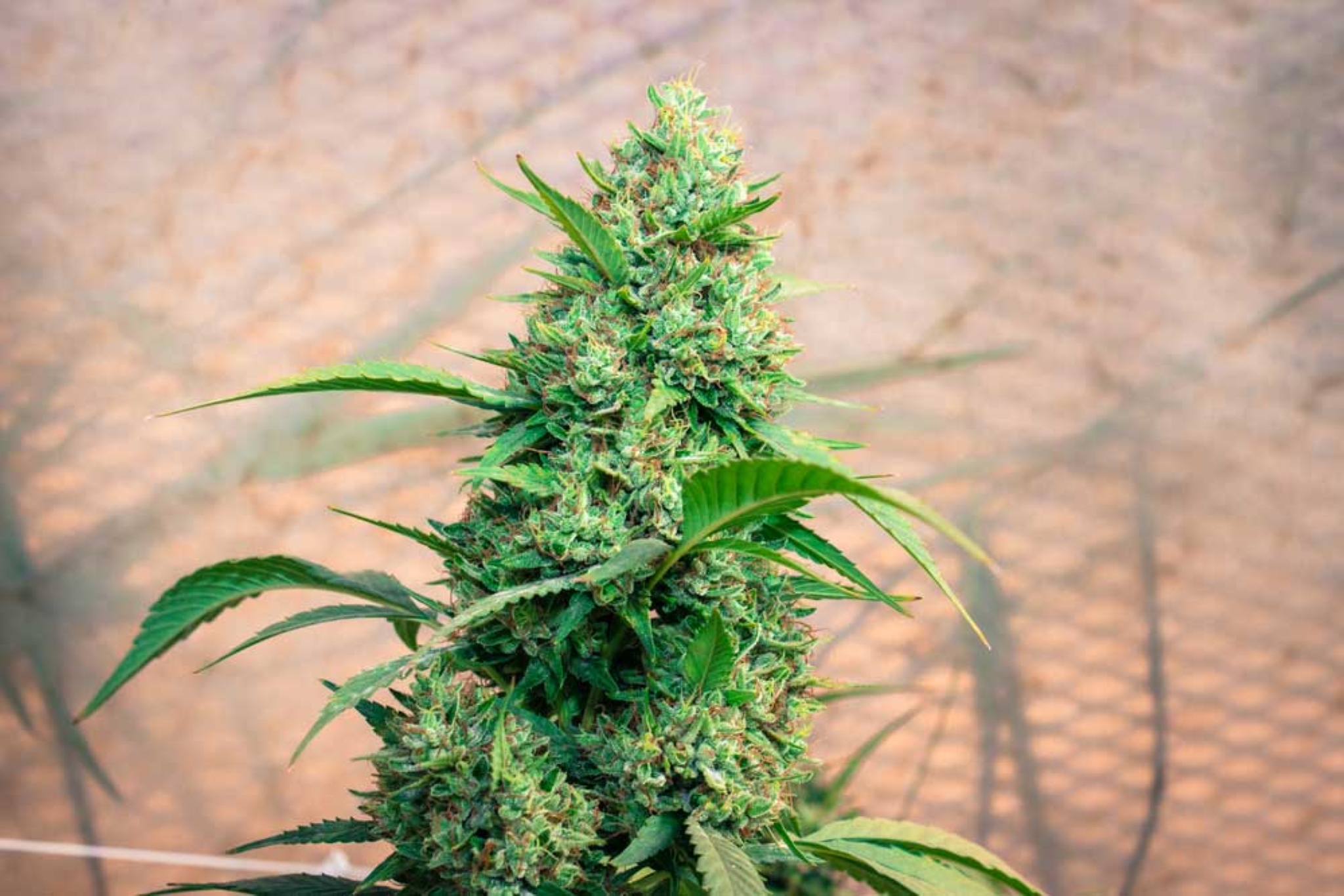 A Comprehensive Marijuana Autoflower Growing Guide