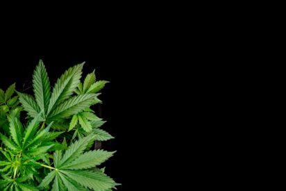 A Guide for Indoor Marijuana Growers