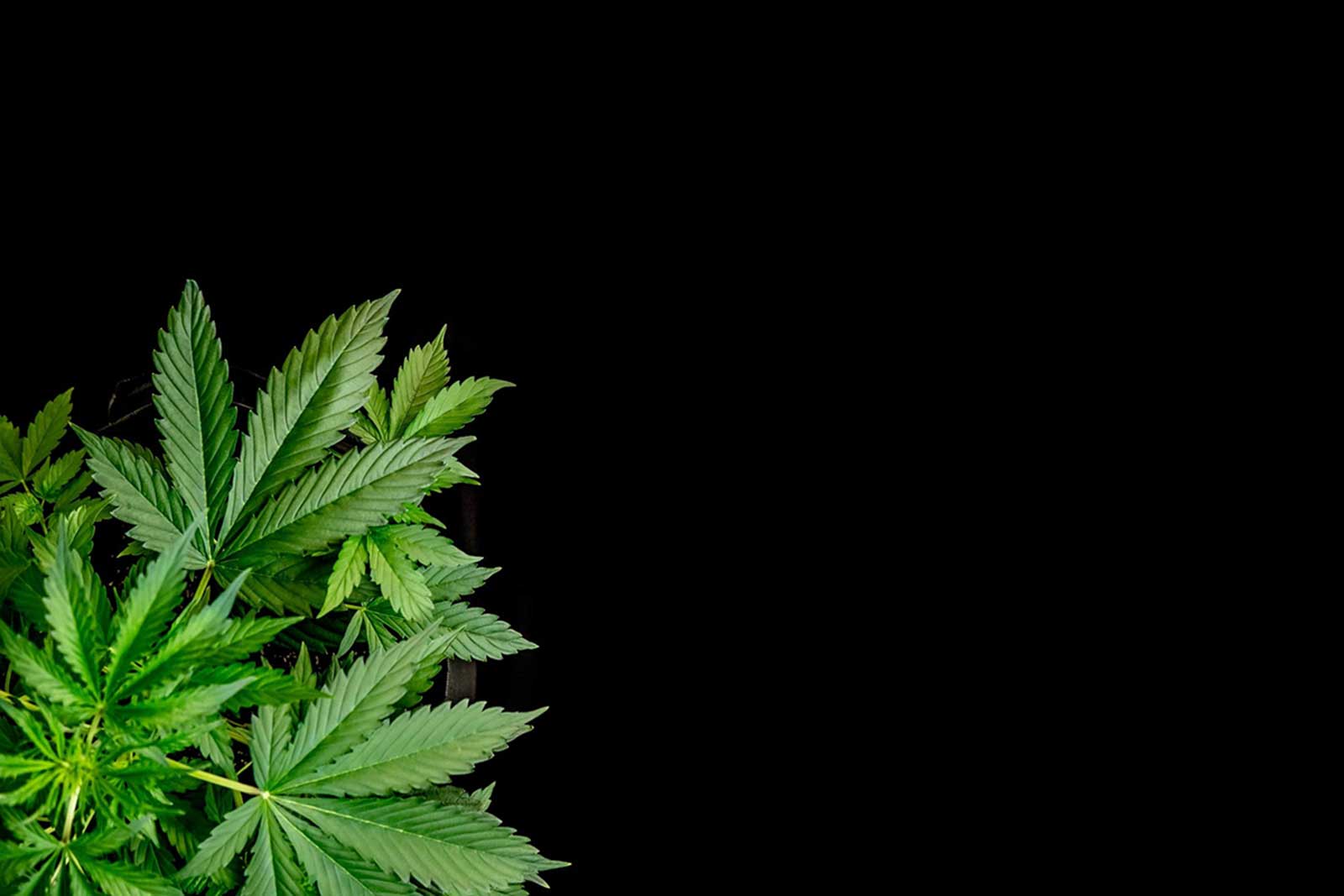 Space Bucket: A Guide for Indoor Marijuana Growers