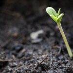 Autoflowering Feminized Seeds Grow Guide
