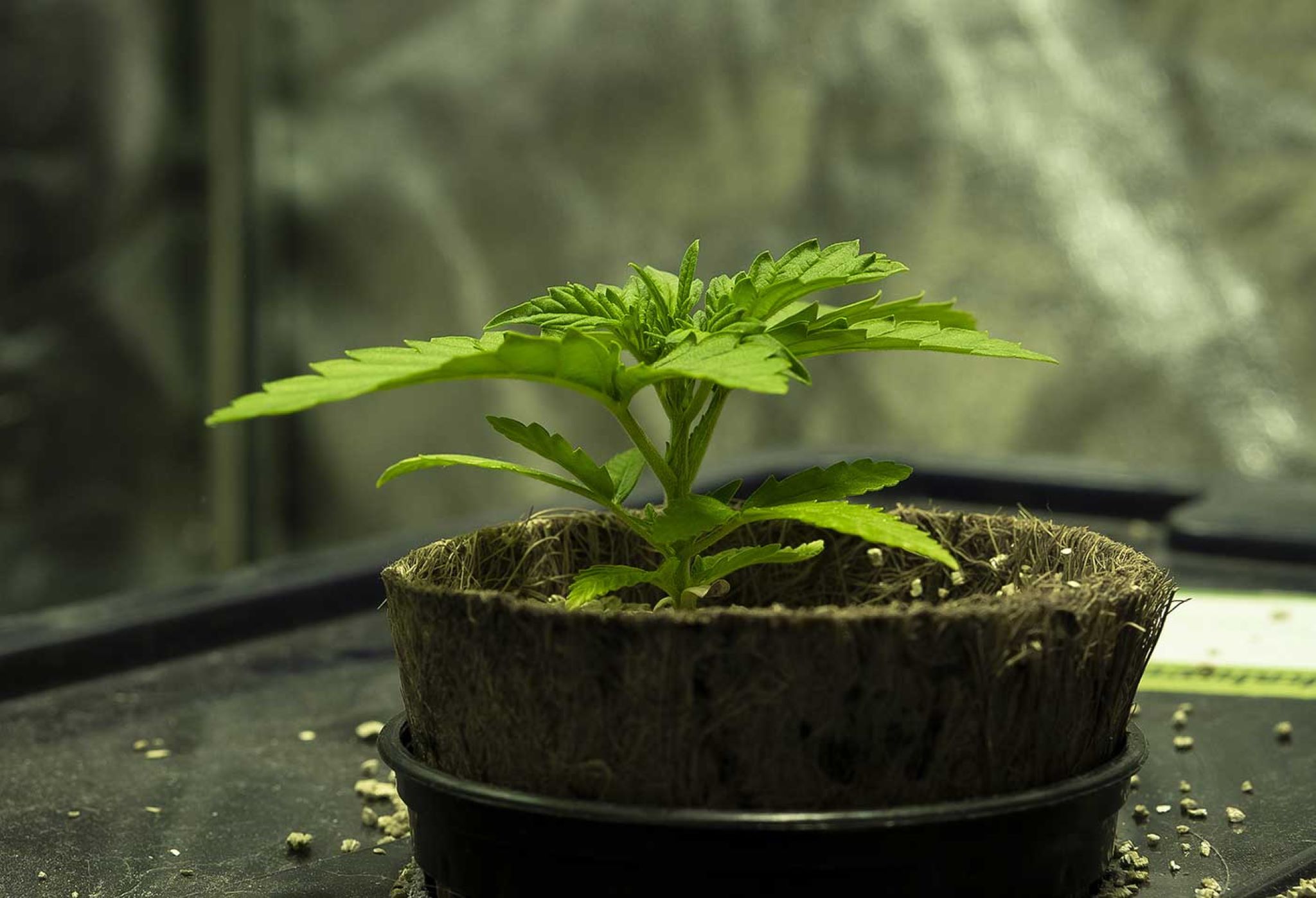 A Guide to Finding the Best Fertilizer of Marijuana