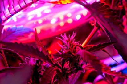 Best Grow Lights For Cannabis 412x275