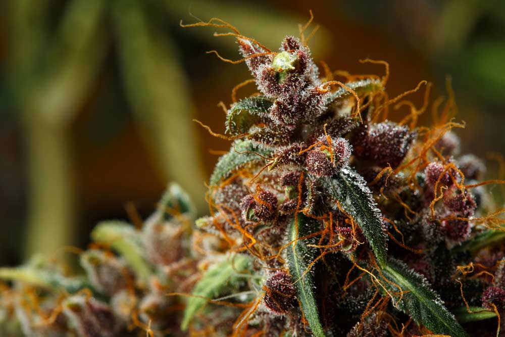 Best Indoor Strain for Yield and Potency