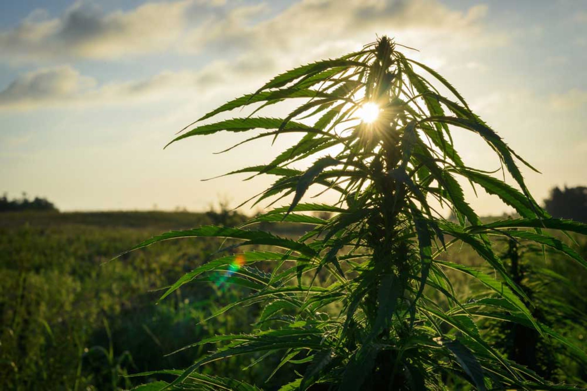 Best Outdoor Strains for Pacific Northwest