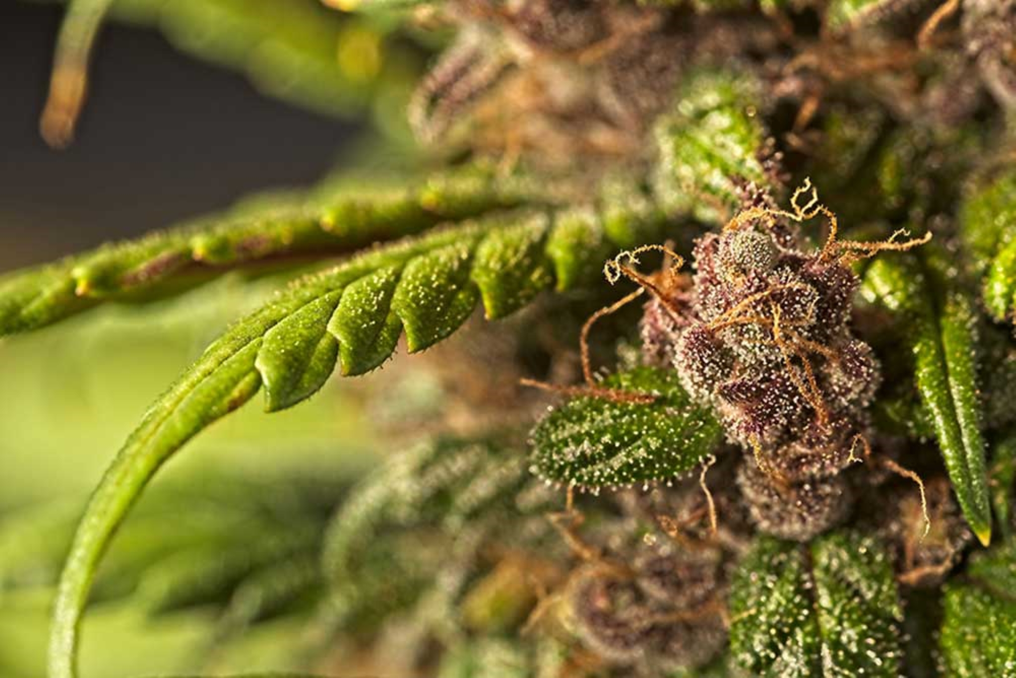 Best Weed In The World: Must-Buy For Stoners