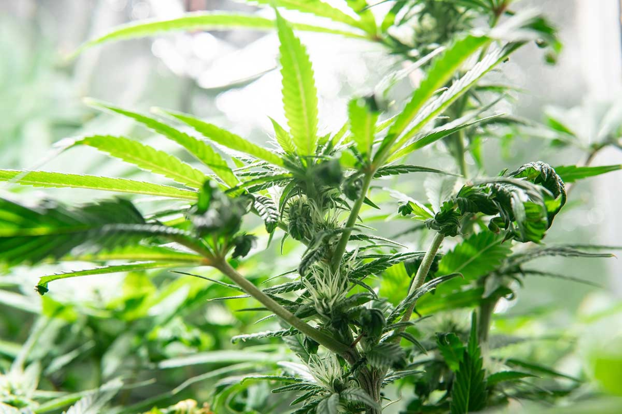 Cannabis Leaves Curling Up: Diagnoses and Fixes