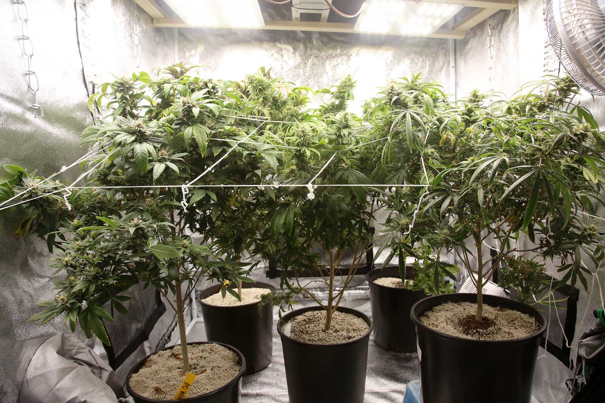 Cheapest Indoor Grow Set Up for Cannabis