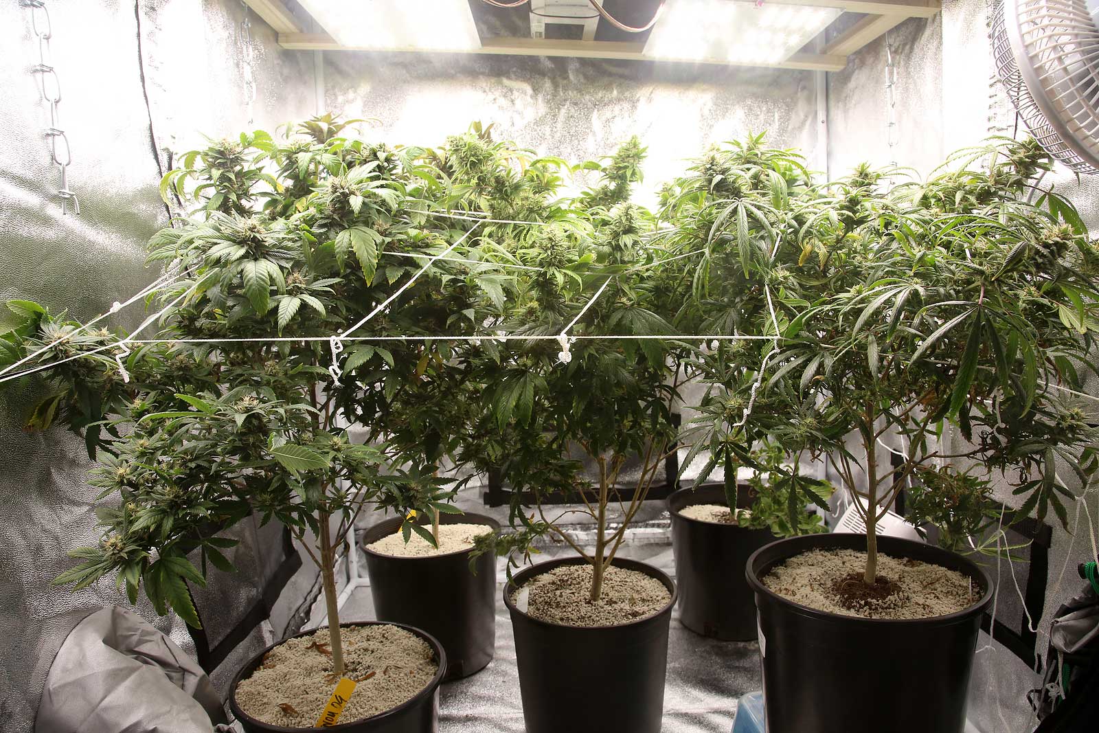 Cheapest Indoor Grow Set Up for Cannabis