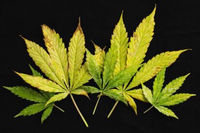 Diagnosing and Fixing Cannabis Leaf Symptoms